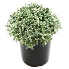 Attēlu rezultāti vaicājumam “Cerastium tomentosum”