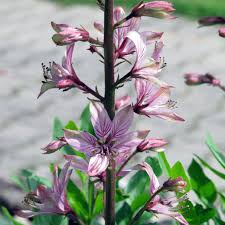 Image result for Diptam