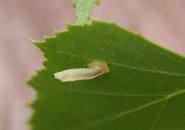 Attēlu rezultāti vaicājumam “Collaria arcyrionema young”