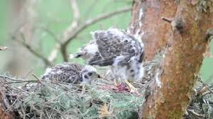 Attēlu rezultāti vaicājumam “Accipiter gentilis nest”