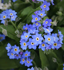 Attēlu rezultāti vaicājumam “Myosotis”