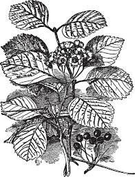 Attēlu rezultāti vaicājumam “Crataegus macracantha”