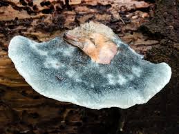 Attēlu rezultāti vaicājumam “Postia fragilis”