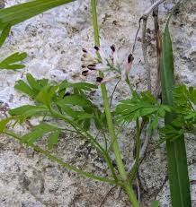 Image result for Fumaria officinalis