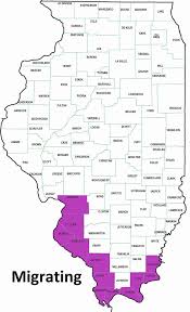 Image result for Alosa alabamae