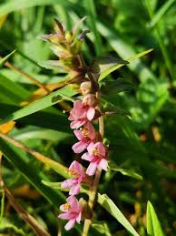 Attēlu rezultāti vaicājumam “Odontites vulgaris”