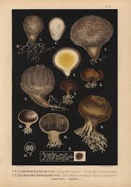 Attēlu rezultāti vaicājumam “Lycoperdon echinatum”