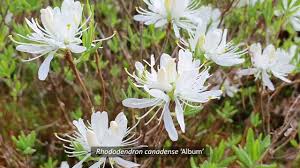 Attēlu rezultāti vaicājumam “Rhododendron canadense”