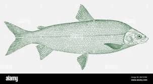 Image result for Coregonus clupeaformis