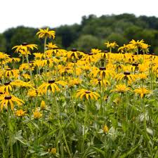 Image result for Rudbeckia fulgida