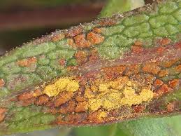 Attēlu rezultāti vaicājumam “Coleosporium sp.”