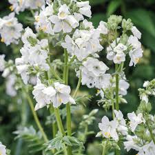 Image result for Polemonium coeruleum album