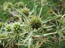Image result for Scabiosa canescens