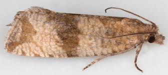 Attēlu rezultāti vaicājumam “Celypha striana”