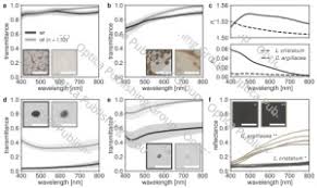 Attēlu rezultāti vaicājumam “Cribraria argillacea spores”