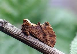 Attēlu rezultāti vaicājumam “Ptilodon capucina”