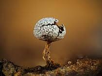 Attēlu rezultāti vaicājumam “Physarum leucophaeum spores”