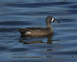 Image result for Anas discors