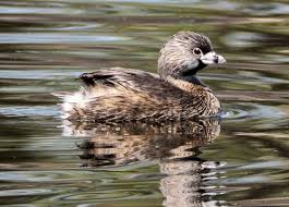Image result for Podilymbus podiceps
