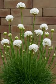 Image result for Grasnelke