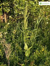 Attēlu rezultāti vaicājumam “Rumex aquaticus fruit”