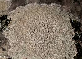 Attēlu rezultāti vaicājumam “Pertusaria flavida”