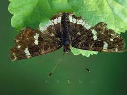 Attēlu rezultāti vaicājumam “Araschnia levana underside”