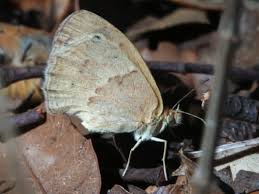 Attēlu rezultāti vaicājumam “Coenonympha pamphilus underside”