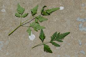 Attēlu rezultāti vaicājumam “Torilis japonica leaf”