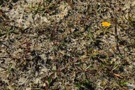 Attēlu rezultāti vaicājumam “Sagina nodosa”