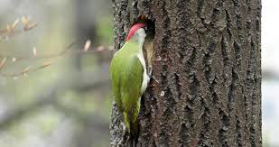 Attēlu rezultāti vaicājumam “Picus viridis nest”