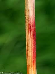 Attēlu rezultāti vaicājumam “Carex acutiformis fruit”