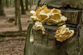 Attēlu rezultāti vaicājumam “Hericium cirrhatum”