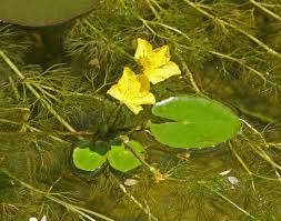 Image result for Seekanne