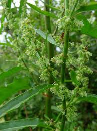 Attēlu rezultāti vaicājumam “Rumex aquaticus fruit”
