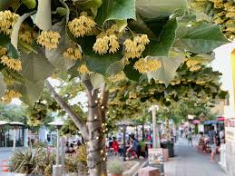 Attēlu rezultāti vaicājumam “Tilia tomentosa flower”