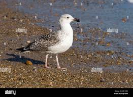 Attēlu rezultāti vaicājumam “Larus marinus”