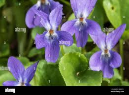 Attēlu rezultāti vaicājumam “Viola reichenbachiana flower”