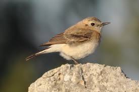 Image result for Oenanthe hispanica