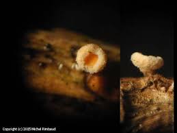 Attēlu rezultāti vaicājumam “Lachnellula willkommii”