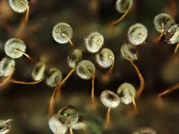 Attēlu rezultāti vaicājumam “Cribraria vulgaris macro”