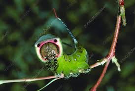 Attēlu rezultāti vaicājumam “Cerura vinula larva”