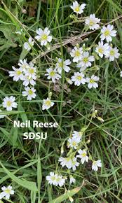 Attēlu rezultāti vaicājumam “Cerastium arvense leaf”