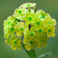 Image result for Phlox (großblumig)