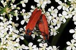 Attēlu rezultāti vaicājumam “Lygistopterus sanguineus larva”