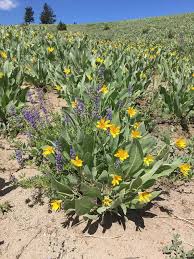 Attēlu rezultāti vaicājumam “Mollisia uda”