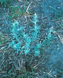 Attēlu rezultāti vaicājumam “Cnidium dubium leaf”