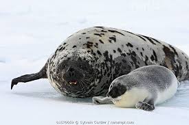 Image result for Cystophora cristata