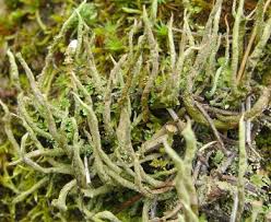 Attēlu rezultāti vaicājumam “Cladonia cornuta”