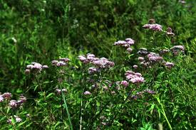 Attēlu rezultāti vaicājumam “Eupatorium cannabinum bud”